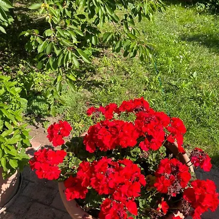 Buzavirag * 森特贝克卡尔洛