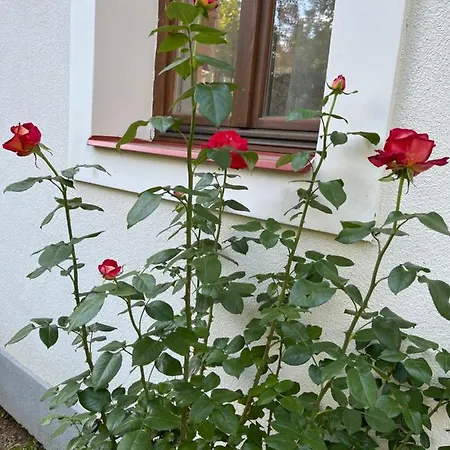 Apartament Buzavirag Szentbekkalla