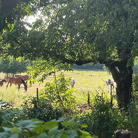 Buzavirag Szentbekkalla