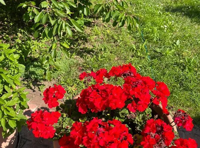 Buzavirag * Szentbekkalla