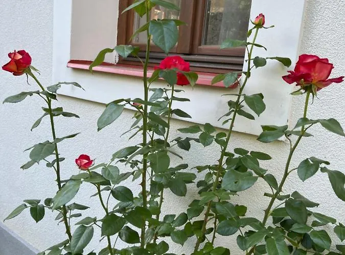 דירה Buzavirag סנטבקאלה